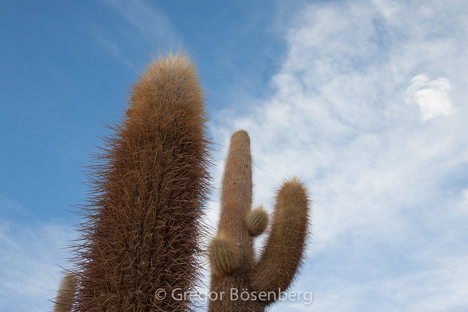 IMG-3823.jpg