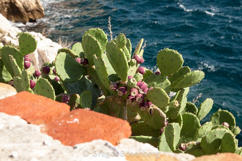 IMG-1238.jpg